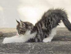 Wildfee's Norwegische Waldkatzen Wildfee's Nina Li - 9 Wochen alt