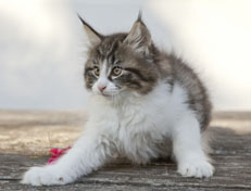 Wildfee's Norwegische Waldkatzen Wildfee's Nina Li - 9 Wochen alt