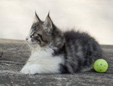 Wildfee's Norwegische Waldkatzen Wildfee's Nina Li - 9 Wochen alt