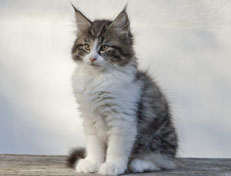 Wildfee's Norwegische Waldkatzen Wildfee's Nina Li - 9 Wochen alt