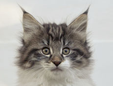 Wildfee's Norwegische Waldkatzen Wildfee's Nori Li - 9 Wochen alt