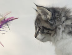 Wildfee's Norwegische Waldkatzen Wildfee's Nori Li - 9 Wochen alt