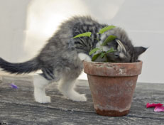 Wildfee's Norwegische Waldkatzen Wildfee's Nori Li - 9 Wochen alt