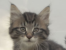 Wildfee's Norwegische Waldkatzen Wildfee's Nuriel - 9 Wochen alt