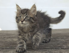 Wildfee's Norwegische Waldkatzen Wildfee's Nuriel - 9 Wochen alt