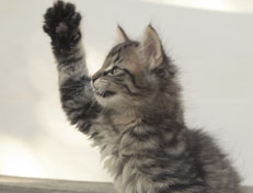 Wildfee's Norwegische Waldkatzen Wildfee's Nuriel - 9 Wochen alt