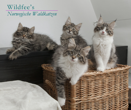 Wildfee's Norwegische Waldkatzen