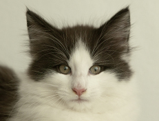 Wildfee's Norwegische Waldkatzen Wildfee's Odin Pan - 10 Wochen alt