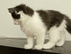 Wildfee's Norwegische Waldkatzen Wildfee's Odin Pan - 10 Wochen alt