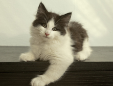 Wildfee's Norwegische Waldkatzen Wildfee's Odin Pan - 10 Wochen alt