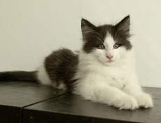 Wildfee's Norwegische Waldkatzen Wildfee's Odin Pan - 10 Wochen alt