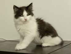 Wildfee's Norwegische Waldkatzen Wildfee's Odin Pan - 10 Wochen alt