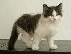 Wildfee's Norwegische Waldkatzen Wildfee's Odin Pan - 10 Wochen alt