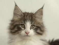 Wildfee's Norwegische Waldkatzen Wildfee's Oh Johnny - 10 Wochen alt