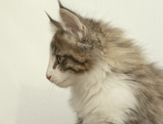 Wildfee's Norwegische Waldkatzen Wildfee's Oh Johnny - 10 Wochen alt