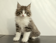 Wildfee's Norwegische Waldkatzen Wildfee's Oh Johnny - 10 Wochen alt