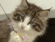 Wildfee's Norwegische Waldkatzen Wildfee's Oh Johnny - 10 Wochen alt