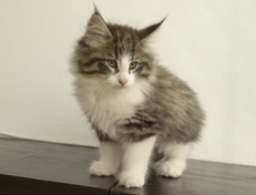 Wildfee's Norwegische Waldkatzen Wildfee's Oh Johnny - 10 Wochen alt