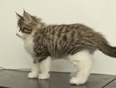 Wildfee's Norwegische Waldkatzen Wildfee's Oh Johnny - 10 Wochen alt