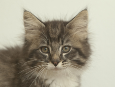 Wildfee's Norwegische Waldkatzen Wildfee's Ole Dynamit - 10 Wochen alt