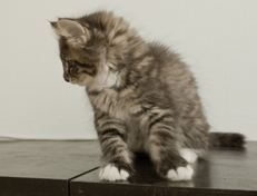 Wildfee's Norwegische Waldkatzen Wildfee's Ole Dynamit - 10 Wochen alt