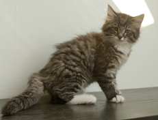 Wildfee's Norwegische Waldkatzen Wildfee's Ole Dynamit - 10 Wochen alt