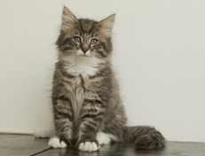 Wildfee's Norwegische Waldkatzen Wildfee's Ole Dynamit - 10 Wochen alt