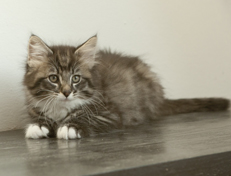 Wildfee's Norwegische Waldkatzen Wildfee's Ole Dynamit - 10 Wochen alt