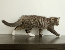 Wildfee's Norwegische Waldkatzen Wildfee's Ole Dynamit - 10 Wochen alt