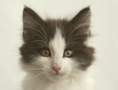 Wildfee's Norwegische Waldkatzen Wildfee's Osiris Pan - 10 Wochen alt