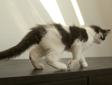 Wildfee's Norwegische Waldkatzen Wildfee's Osiris Pan - 10 Wochen alt