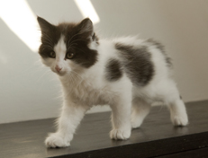 Wildfee's Norwegische Waldkatzen Wildfee's Osiris Pan - 10 Wochen alt