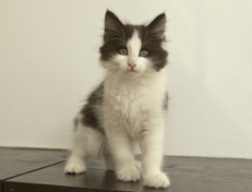 Wildfee's Norwegische Waldkatzen Wildfee's Osiris Pan - 10 Wochen alt