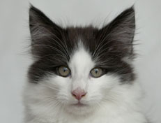 Wildfee's Norwegische Waldkatzen Wildfee's Odin Pan - 11 Wochen alt