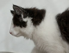 Wildfee's Norwegische Waldkatzen Wildfee's Odin Pan - 11 Wochen alt