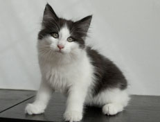 Wildfee's Norwegische Waldkatzen Wildfee's Odin Pan - 11 Wochen alt