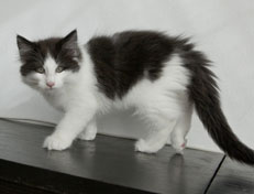 Wildfee's Norwegische Waldkatzen Wildfee's Odin Pan - 11 Wochen alt