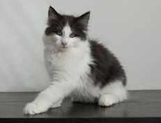 Wildfee's Norwegische Waldkatzen Wildfee's Odin Pan - 11 Wochen alt