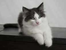 Wildfee's Norwegische Waldkatzen Wildfee's Odin Pan - 11 Wochen alt