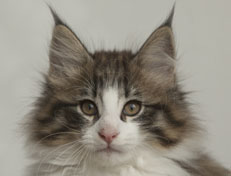 Wildfee's Norwegische Waldkatzen Wildfee's Oh Johnny - 11 Wochen alt