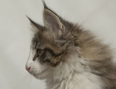 Wildfee's Norwegische Waldkatzen Wildfee's Oh Johnny - 11 Wochen alt