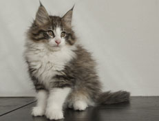 Wildfee's Norwegische Waldkatzen Wildfee's Oh Johnny - 11 Wochen alt