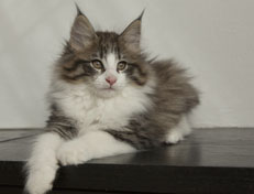 Wildfee's Norwegische Waldkatzen Wildfee's Oh Johnny - 11 Wochen alt