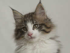 Wildfee's Norwegische Waldkatzen Wildfee's Oh Johnny - 11 Wochen alt