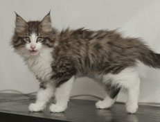 Wildfee's Norwegische Waldkatzen Wildfee's Oh Johnny - 11 Wochen alt