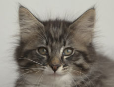 Wildfee's Norwegische Waldkatzen Wildfee's Ole Dynamit - 11 Wochen alt