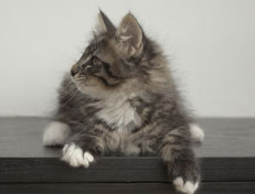 Wildfee's Norwegische Waldkatzen Wildfee's Ole Dynamit - 11 Wochen alt