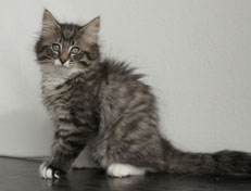 Wildfee's Norwegische Waldkatzen Wildfee's Ole Dynamit - 11 Wochen alt