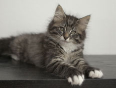 Wildfee's Norwegische Waldkatzen Wildfee's Ole Dynamit - 11 Wochen alt