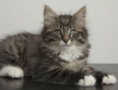 Wildfee's Norwegische Waldkatzen Wildfee's Ole Dynamit - 11 Wochen alt